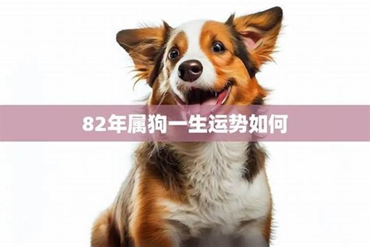 农历11月份出生的属狗人命运