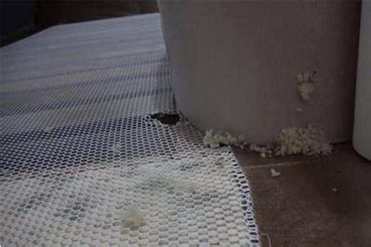 梦见老鼠咬沙发是什么意思