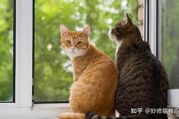 什么属相不能养猫
