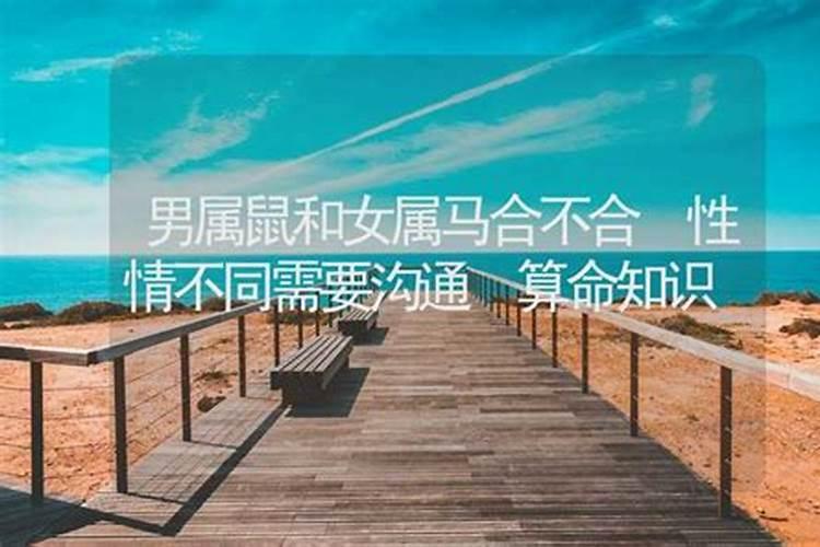 90男马和96女鼠八字合适吗