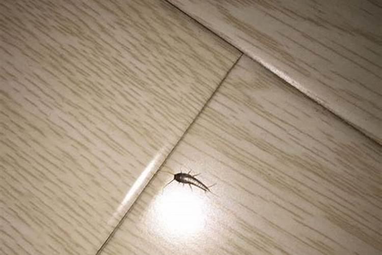梦见厕所里全是白色虫子的预兆