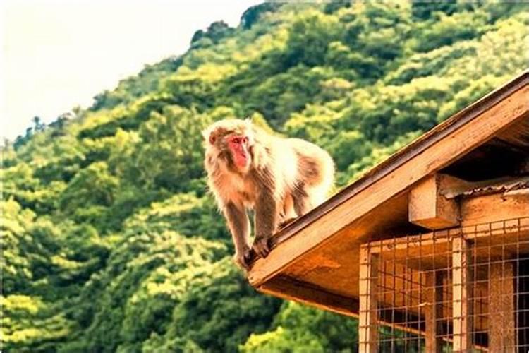 梦见马子