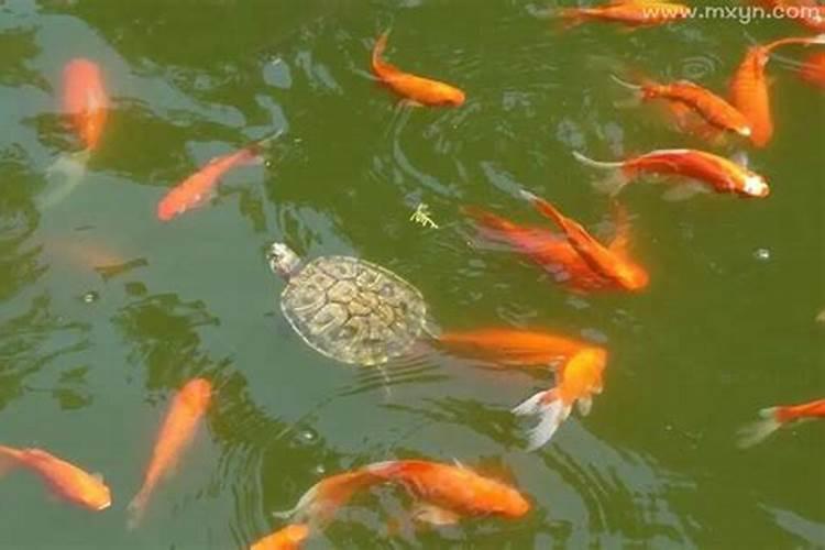 女人同时梦见乌龟和鱼预示什么意思