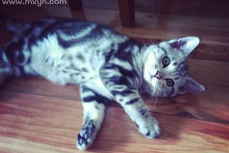 梦见邻居家猫死了的预兆