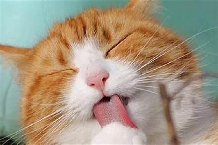 梦见别人的猫死了泡在水里的预兆