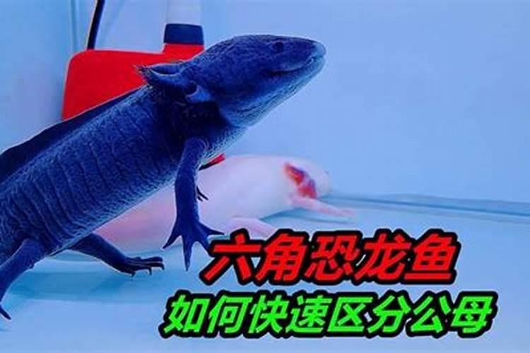 六角龙鱼怎么分辨公母？