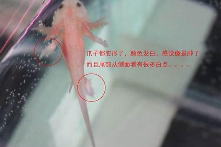 六角龙鱼怎么分公母六角龙鱼如何分公母