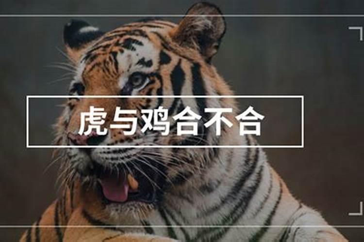 虎跟鸡在一起对谁不利