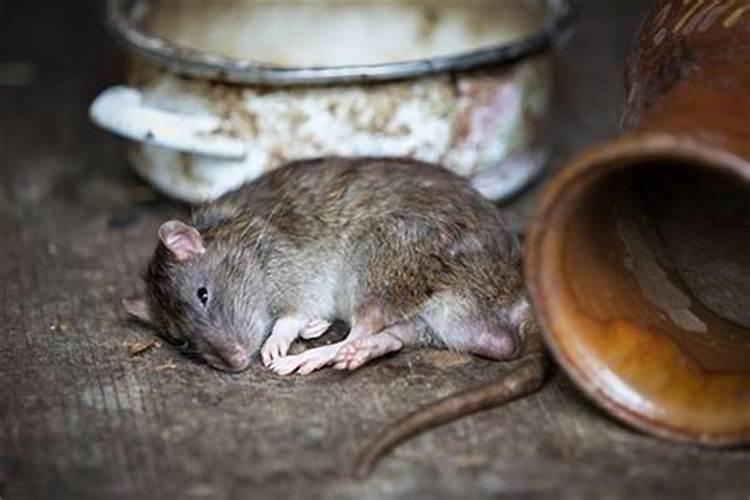 梦见死老鼠的征兆