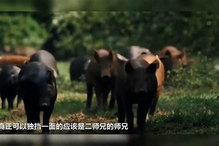 生肖猪1971年2025年运势如何 生肖猪1971年2025年全年运势