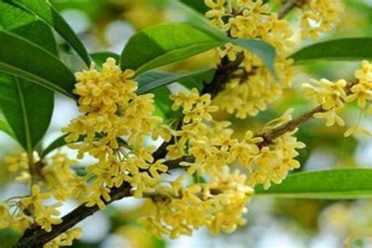 中秋节送什么花