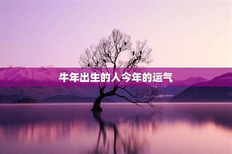 85年属牛人2024年婚恋运