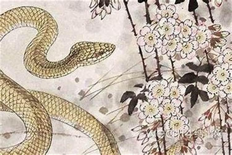 八字合婚:属蛇的女人和属蛇男能结婚吗 有没有姻缘