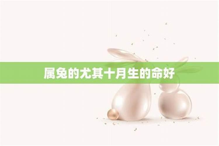 2025年属兔运势