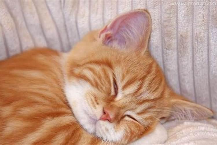 梦见猫抱着腿
