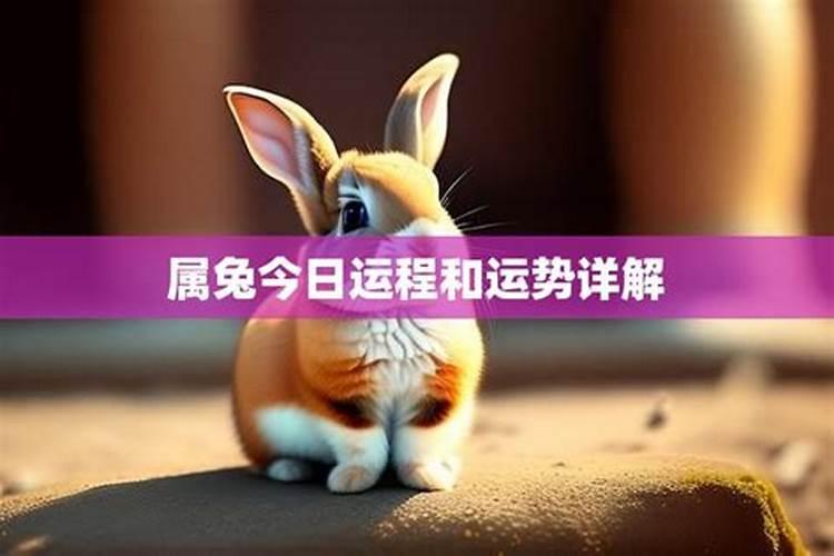 2025年5月16日生肖兔运势详解