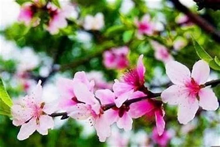 桃花运好的八字特征 桃花旺的八字特点解析？