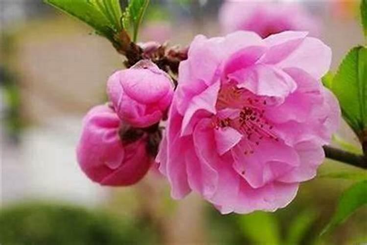 命中桃花旺的人的命理特点、适合的行业是什么？