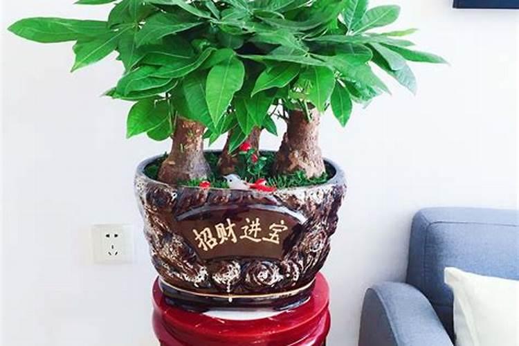 养什么花旺官运最旺