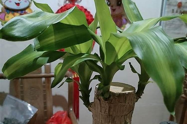 家里放巴西木上面放小人好吗(巴西木为什么要放一个小人)