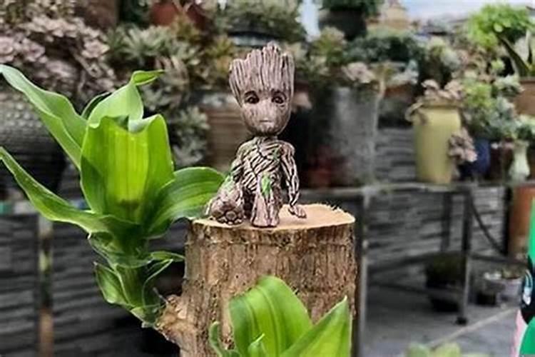 巴西木上面的小人叫什么？