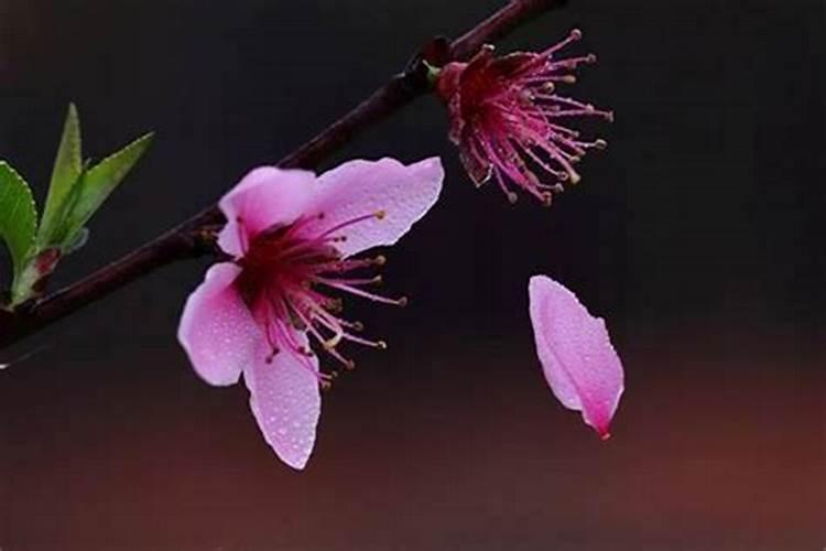 本命年遇到桃花劫怎么办 红色的纸有奇效