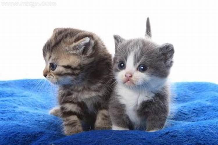 梦见梦一只漂亮的小猫