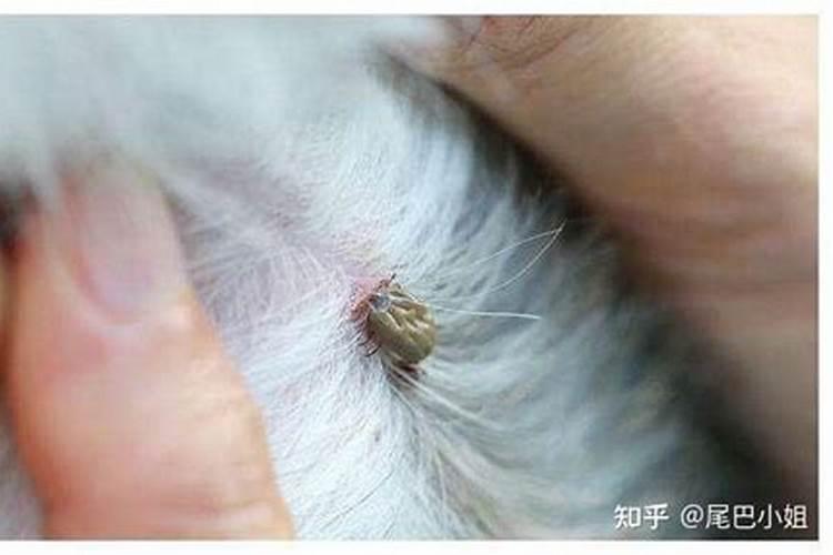 梦到狗狗身上好多蜱虫预示着什么意思