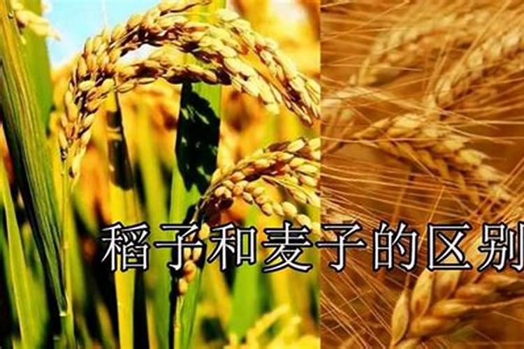 八月十五有什么风俗