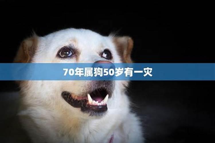 1970年的狗在2023年的运势如何