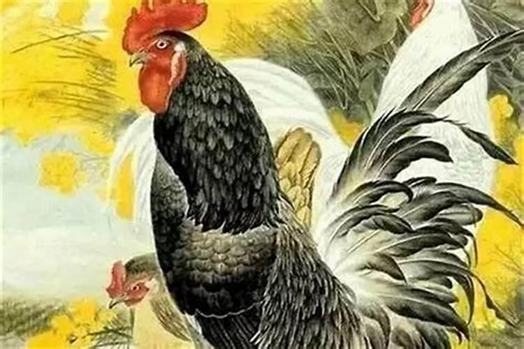 农历3月出生属鸡人命好吗
