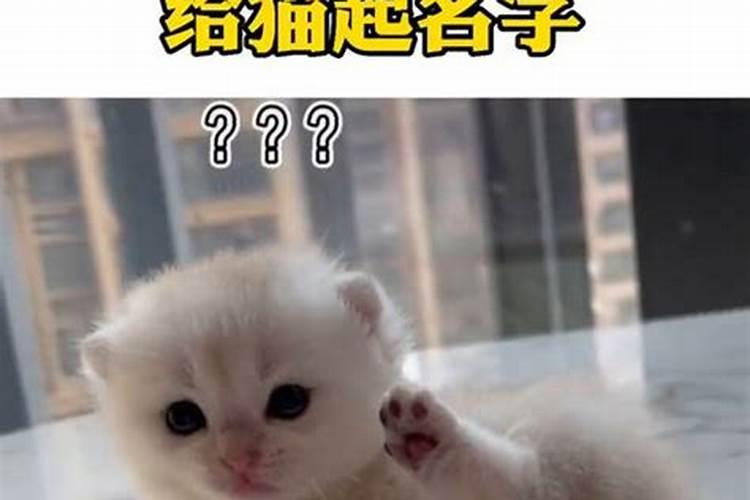 元宵节生的猫咪取什么名字？