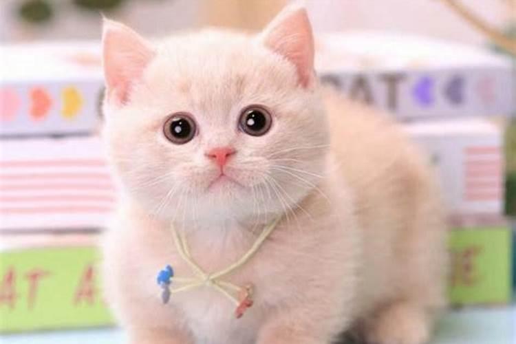 给猫取名字,有哪些注意事项呢？