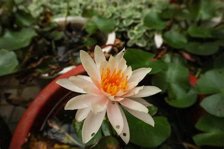 传统节日的由来及风俗有哪些