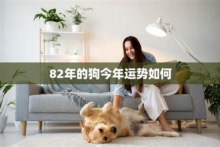 属狗2025年运势及运程