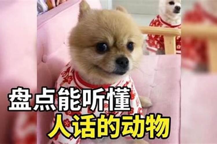 梦见自己的狗说话