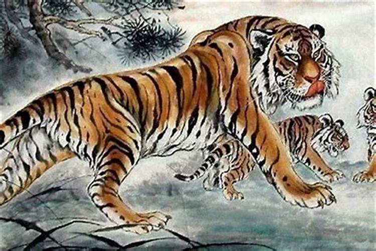 86年属虎人一生命运86年属虎人一生命运如何