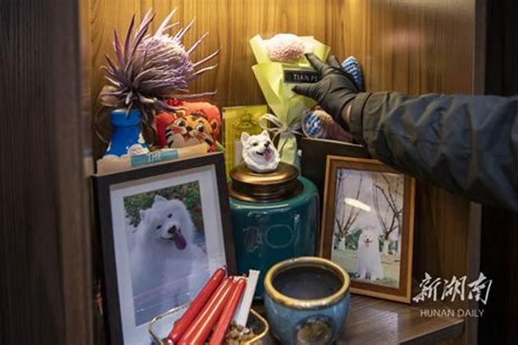 清明节上坟可以带狗狗吗