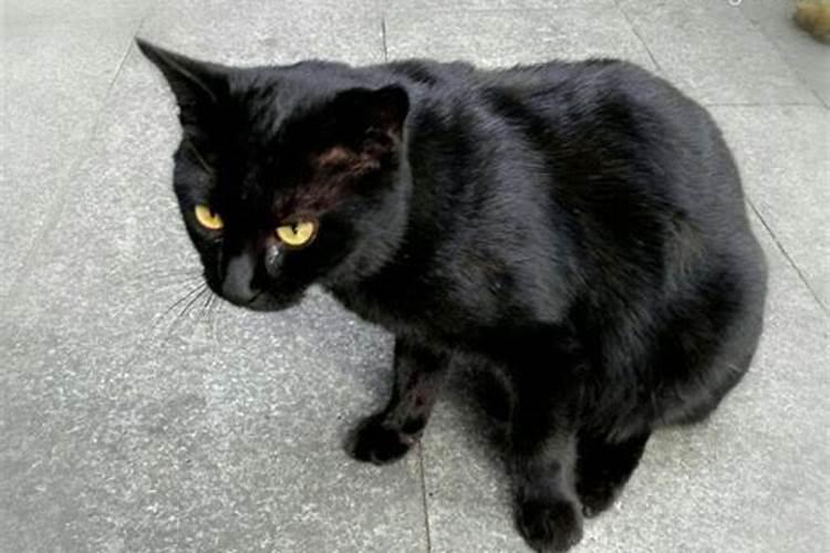 梦见和黑猫很亲密的预兆