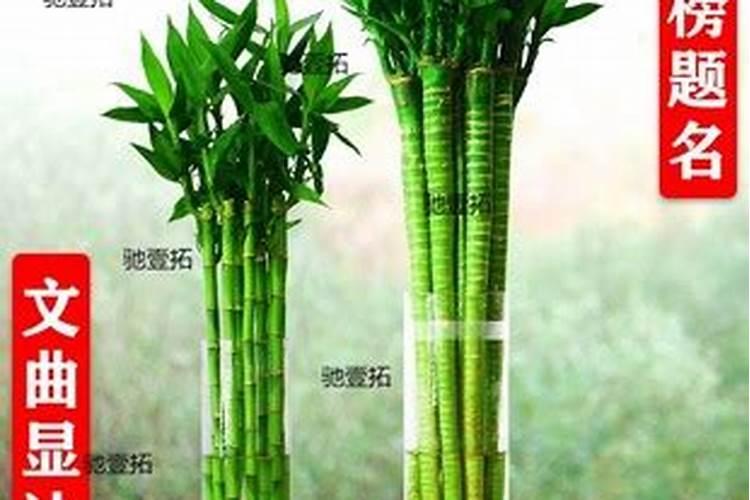 种富贵竹有讲究吗