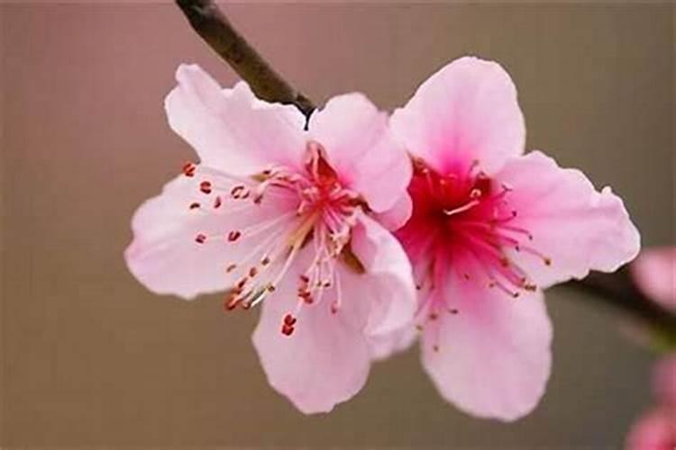 合婚中应避免的花心男 有哪些显著的八字特征？