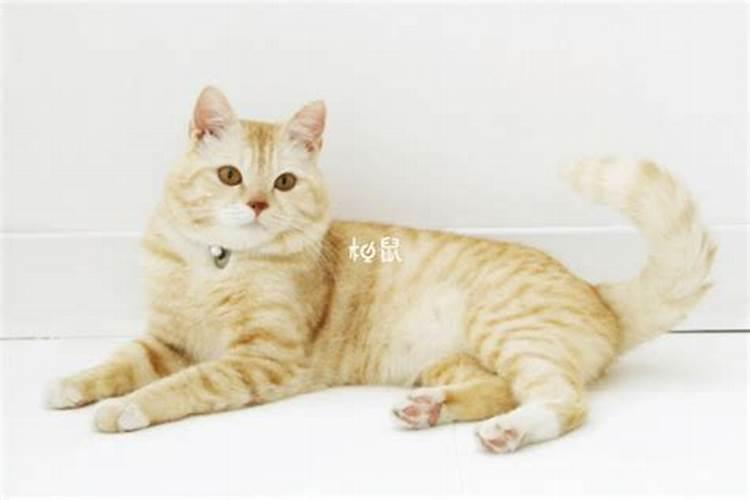 梦见小猫是什么意思