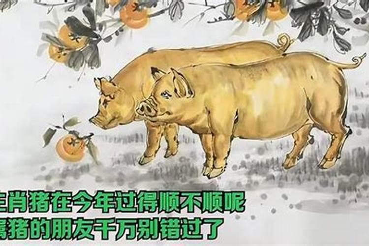 猪婚姻命运如何