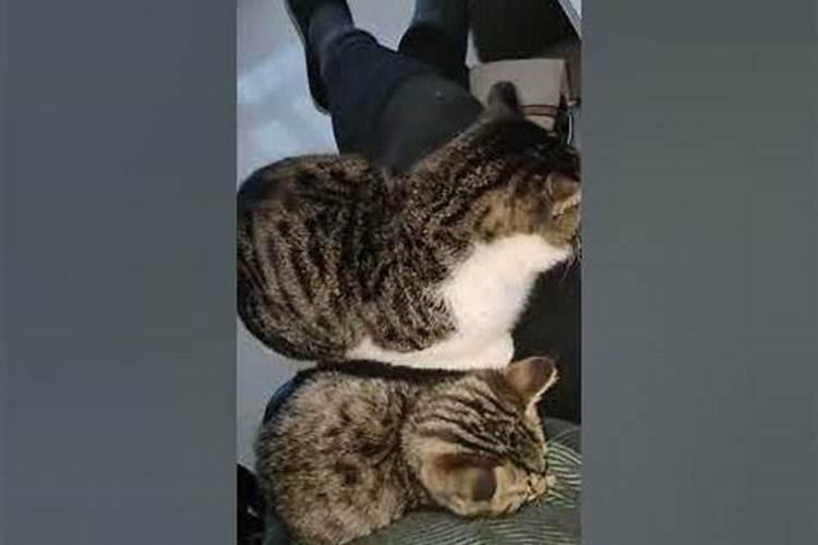 梦见家里来两只猫的预兆