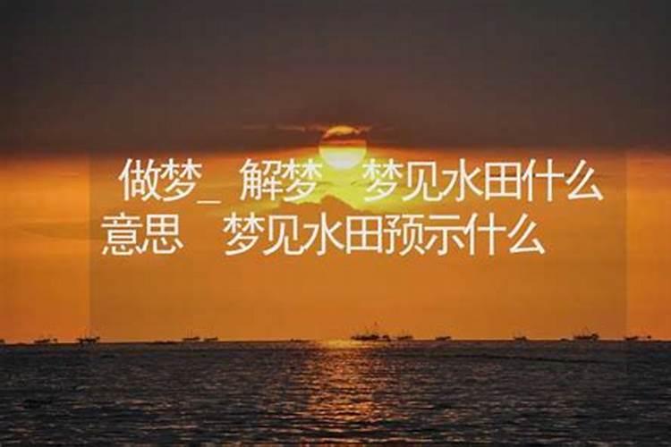 梦见水田地