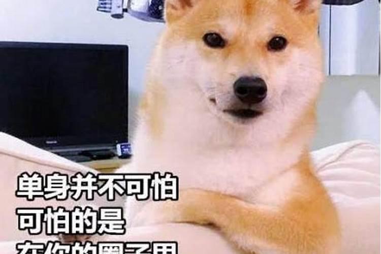 七夕节单身狗怎么过