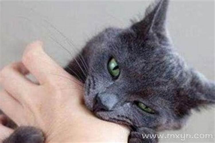 属猪的人2025年运势及运程详解
