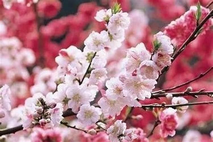 驳婚煞如何化解