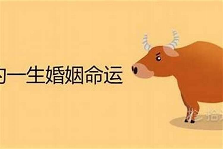 1985属牛女的一生婚姻一生婚姻状况是比较坎坷？
