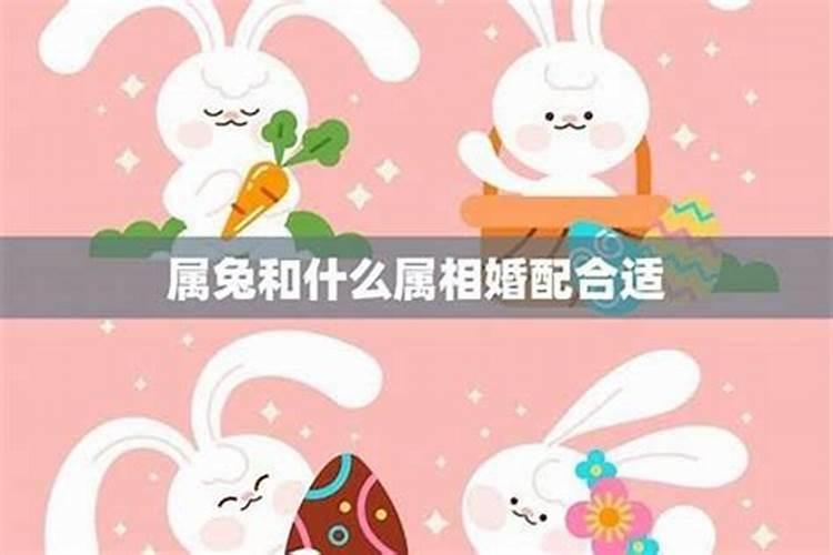 属兔与属兔的结婚好吗,属兔的和什么属相不合